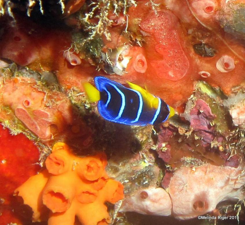 Queen Angelfish (juv) Melinda Riger @ G B Scuba