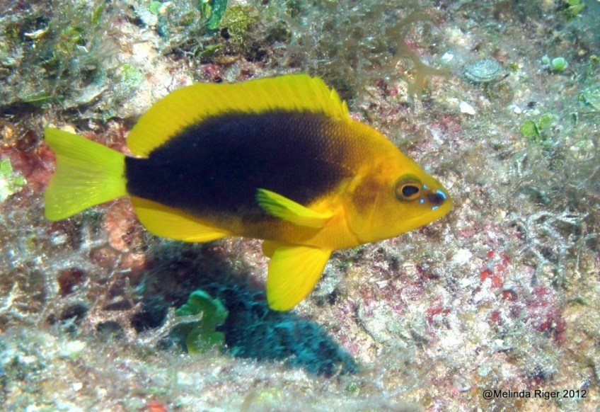 Shy Hamlet ©Melinda Riger GB Scuba