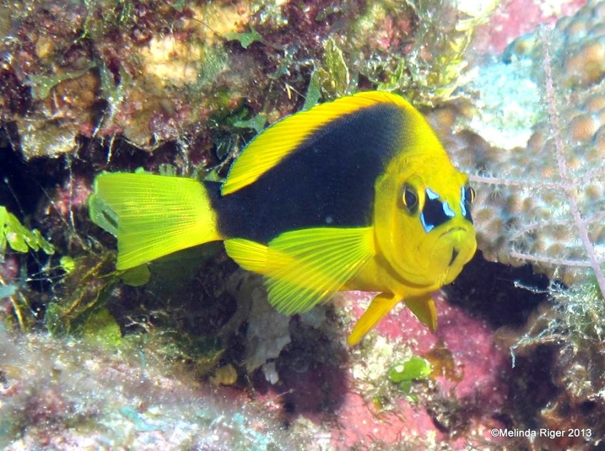 Shy Hamlet ©Melinda Riger @ Grand Bahama Scuba