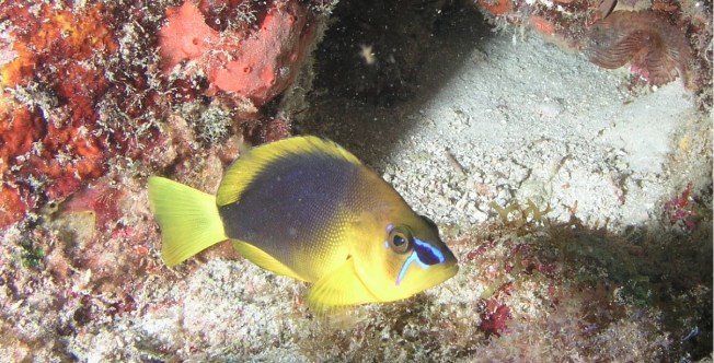 SHY HAMLET (Wiki) JPG