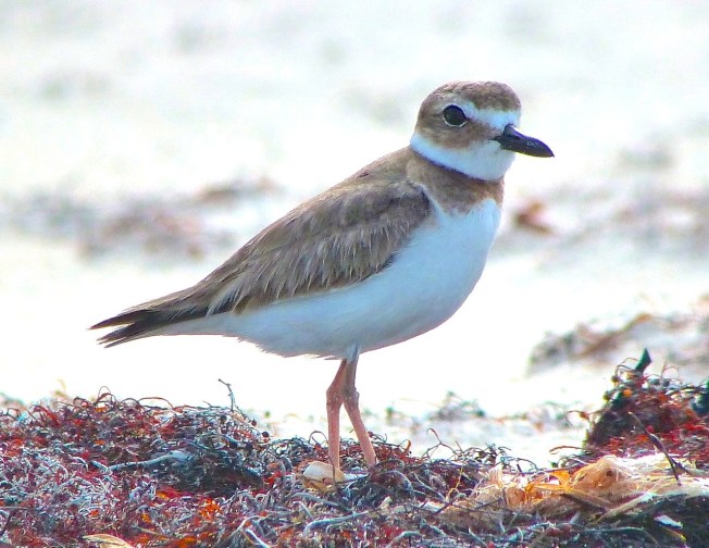 Wilson's Plover, Abaco 11