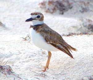 Wilson's Plover, Abaco 12