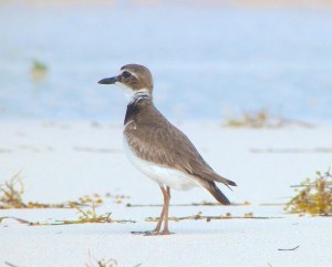Wilson's Plover, Abaco 2