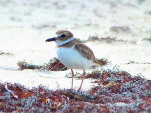 Wilson's Plover, Abaco (Keith Salvesen)