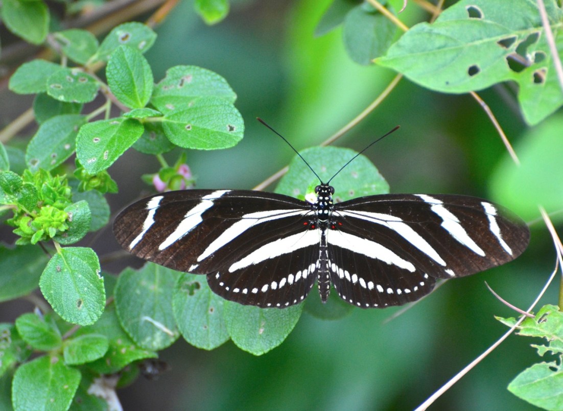 Zebra Heliconium Abaco CS 1