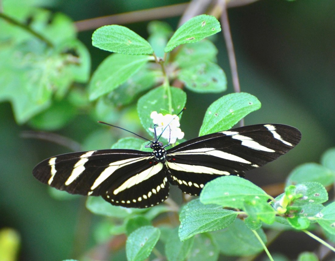Zebra Heliconium Abaco CS 2