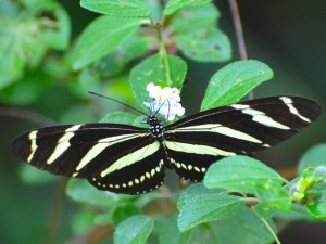 Zebra Heliconium Abaco CS 3