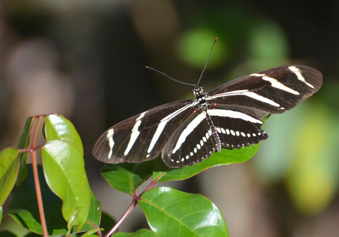 Zebra Heliconium Abaco CS 7