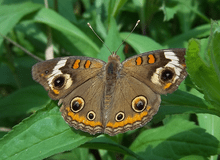 220px-Buckeye_Butterfly_(Junonia_coenia)