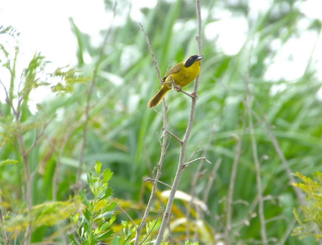 Bahama Yellowthroat Abaco 1