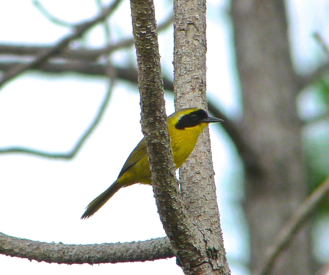 Bahama Yellowthroat Abaco 3