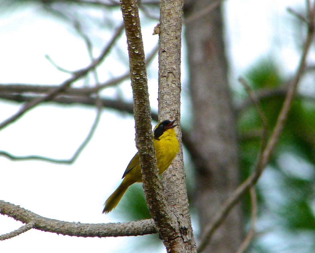 Bahama Yellowthroat Abaco 4