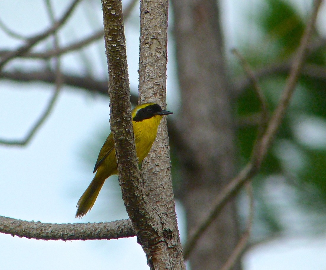 Bahama Yellowthroat Abaco 5