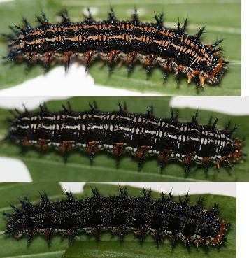 Common_Buckeye_larva_variation,_Megan_McCarty42