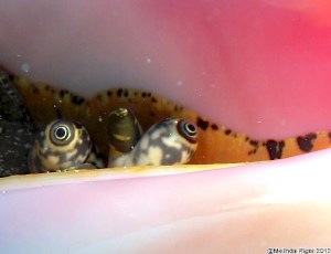 Conch Eyes ©Melinda Riger @ Grand Bahama Scuba copy 2