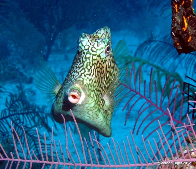 Cowfish ©Melinda Riger @ Grand Bahama Scuba