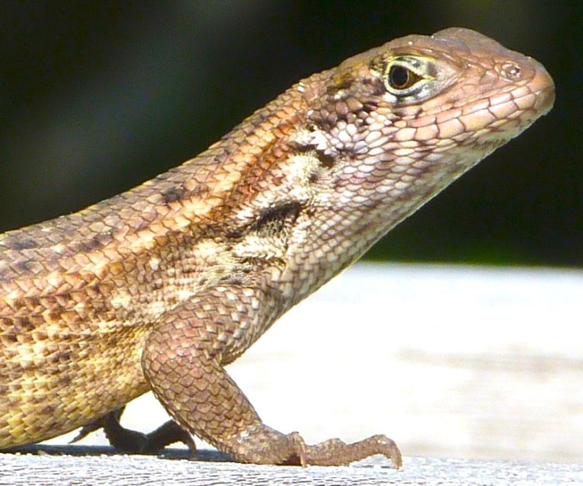 Curly Tail Lizard, Delphi, Abaco 1