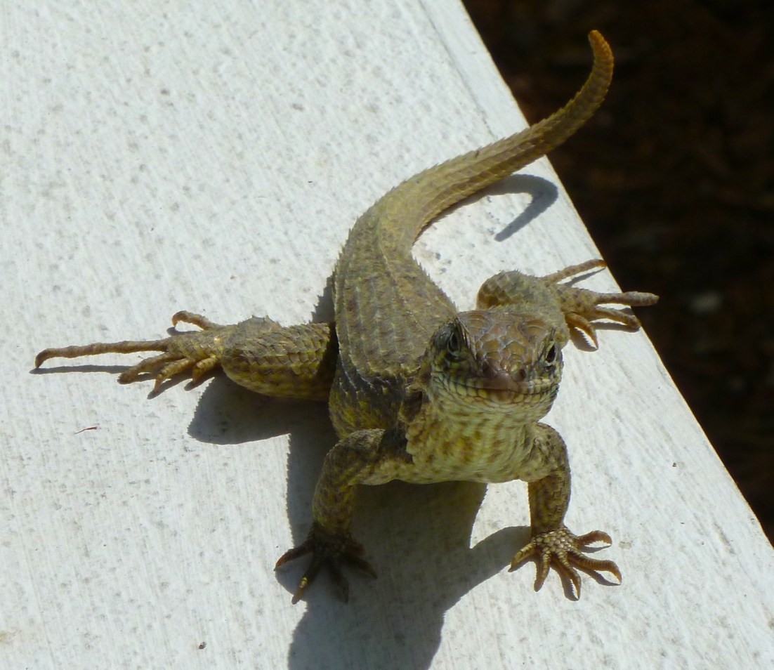 Curly Tail Lizard, Delphi, Abaco RH