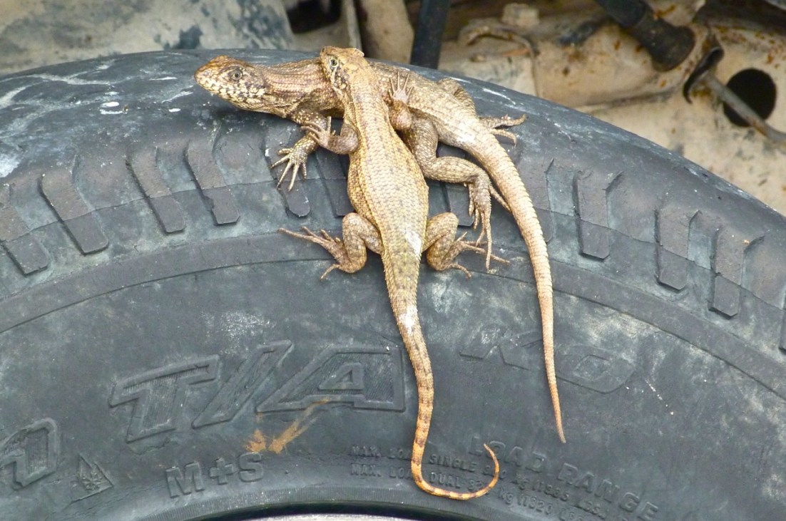 Curly Tail Lizards, Delphi, Abaco