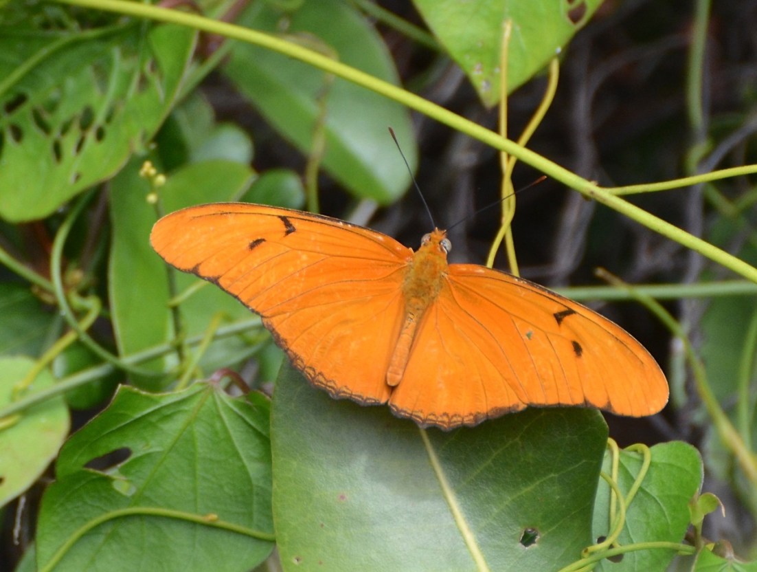 Dryas Julia Butterfly CS 1