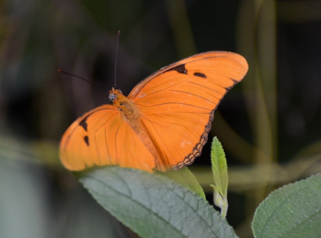 Dryas Julia Butterfly CS 2