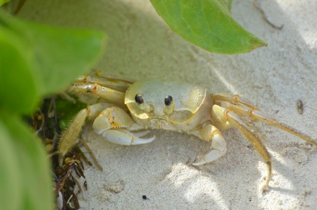 Ghost Crab Delphi Beach 2