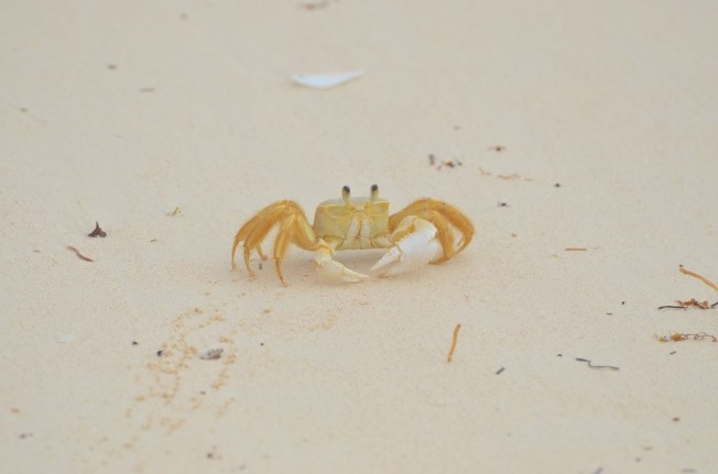 Ghost Crab Delphi Beach 3