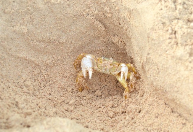 Ghost Crab Delphi Beach 4