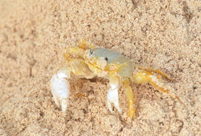 Ghost Crab Delphi Beach 5