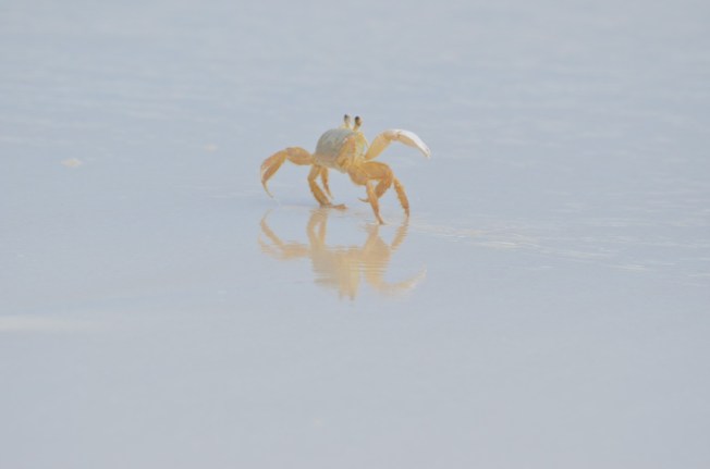 Ghost Crab Delphi Beach 7