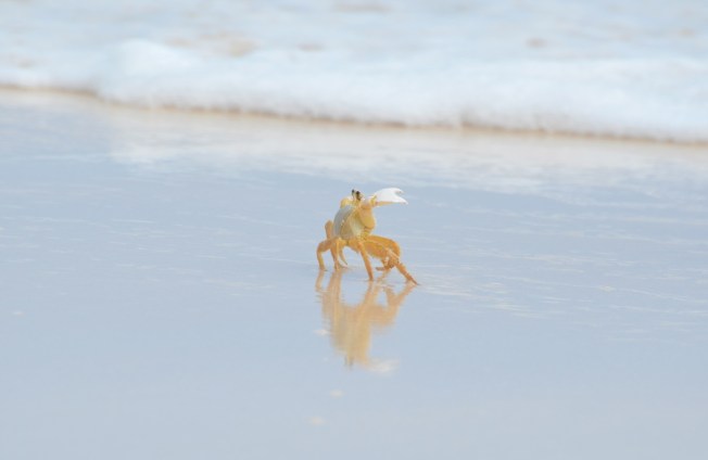 Ghost Crab Delphi Beach 8
