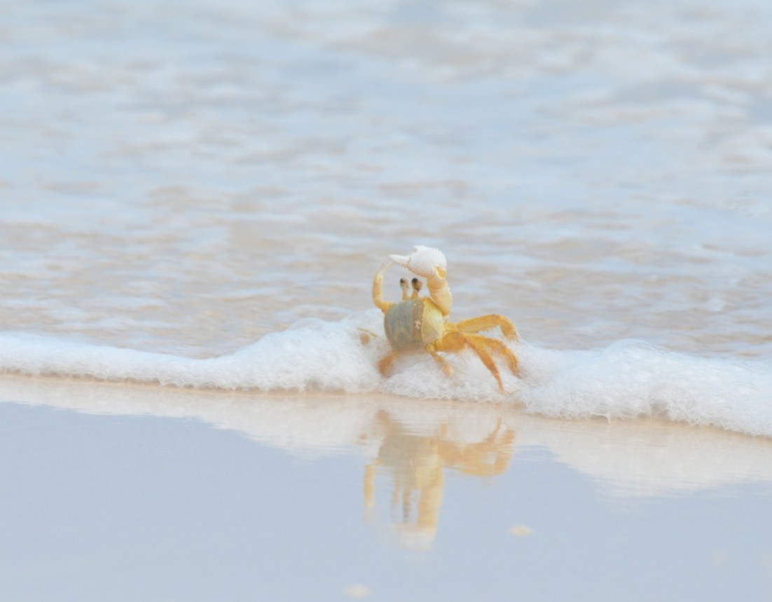 Ghost Crab Delphi Beach 9