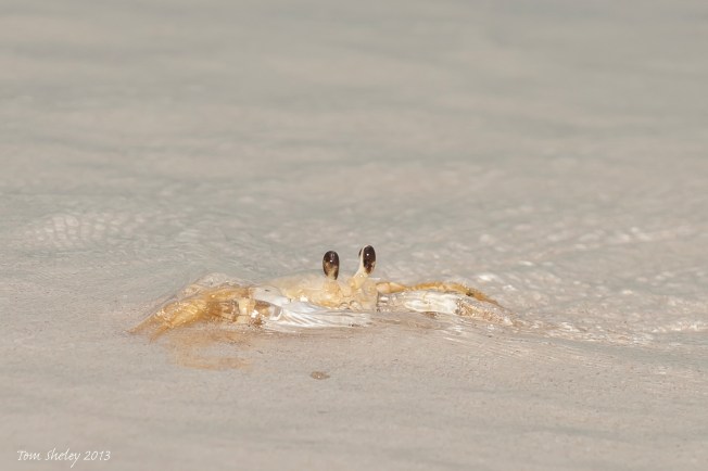 Ghost Crabin surf.Delphi Club.Abaco bahamas.6.13.Tom Sheley copy