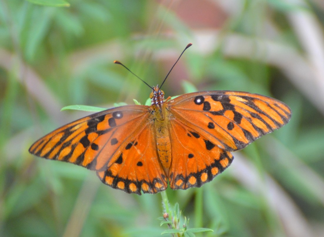 Gulf Fritillary Abaco CSK 5