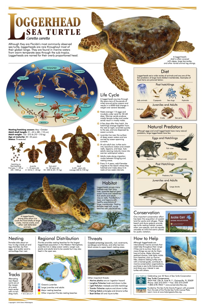 LoggerheadLifeHistoryPoster-STC-DWitherington