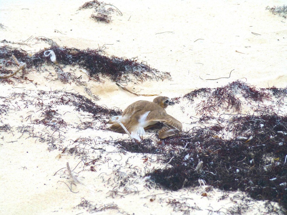 Wilson's Plover - broken wing display CL4