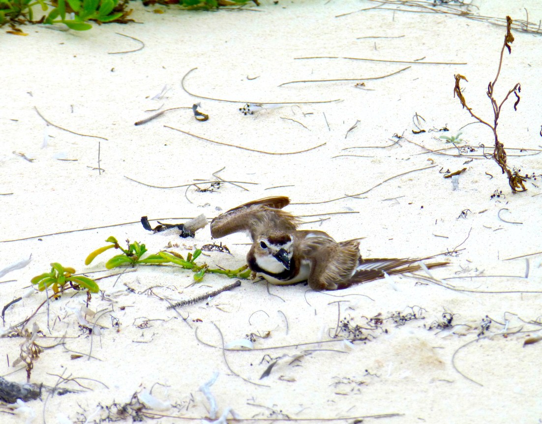 Wilson's Plover - broken wing display CL6