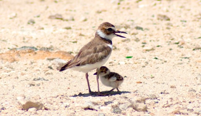 Wilson's Plover & Chick jpg