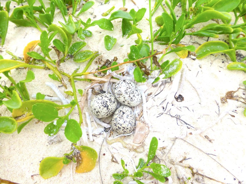 Wilson's Plover Scrape CL JPG