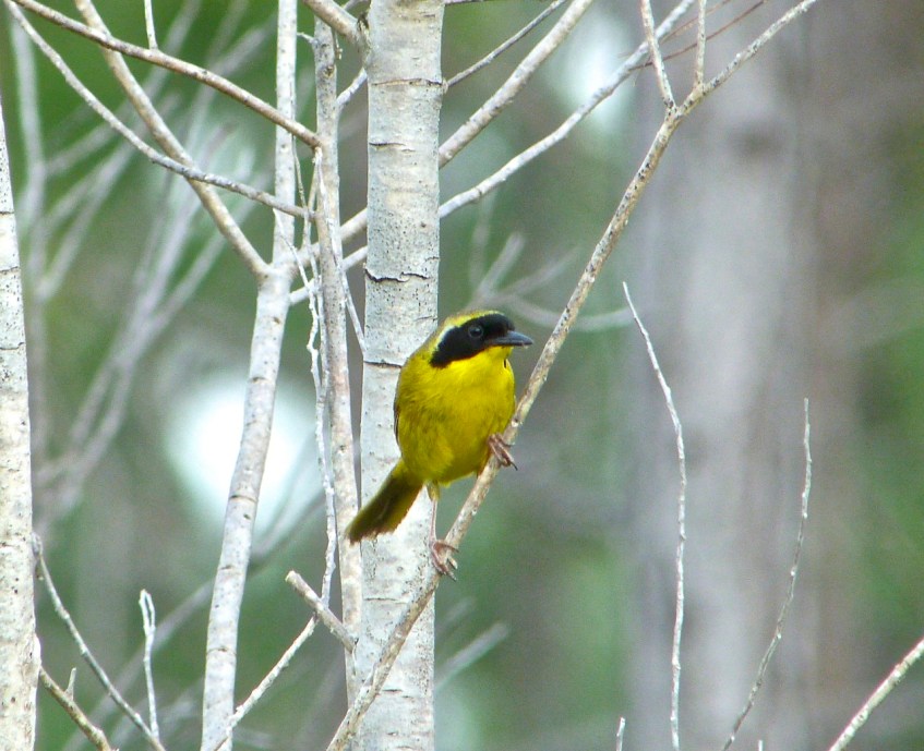 Bahama Yellowthroat, Abaco