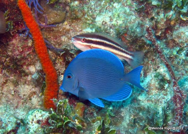 Blue Tang ©Melinda Riger @ GB Scuba