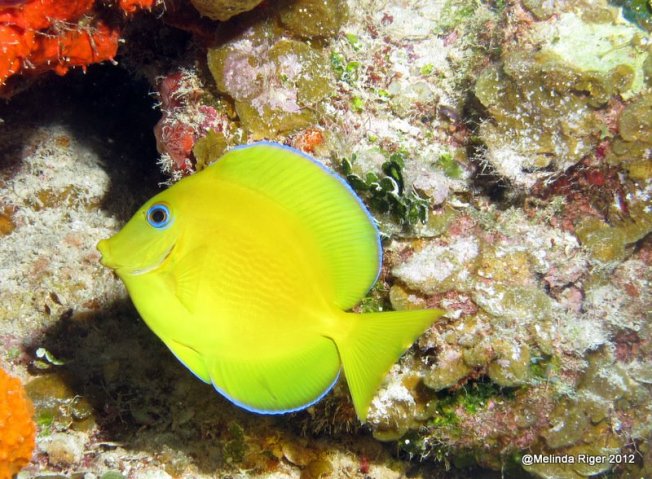 Blue Tang (juv) © Melinda Riger @ Grand Bahama Scuba