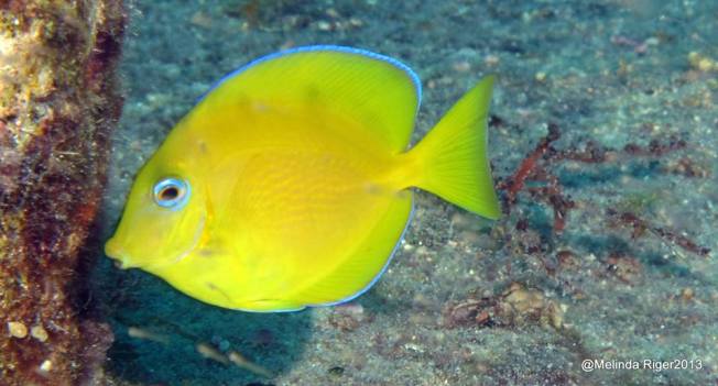 Blue Tang (juv yellow form) © Melinda Riger @ G B Scuba