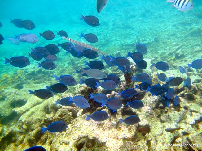 Blue Tang School ©Melinda Riger @ G B Scuba copy