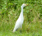 Cattle Egret, Sandy Point, Abaco - Keith Salvesen