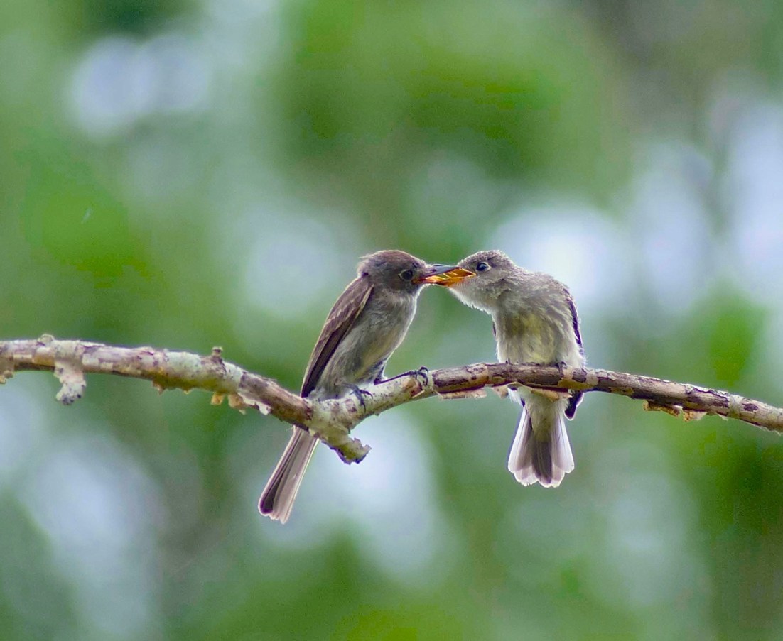 Cuban Pewee - FV