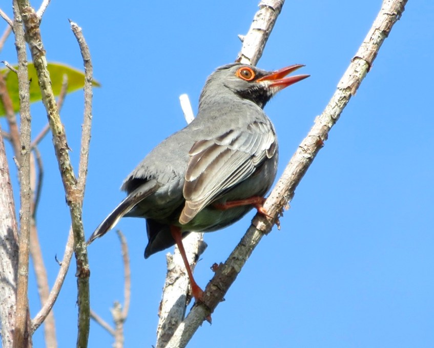 Red-legged Thrush, Abaco