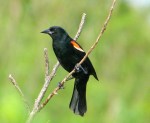 Red-winged Blackbird, Abaco