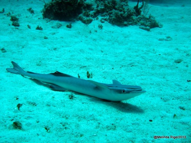 Remora ©Melinda Riger @ G B Scuba