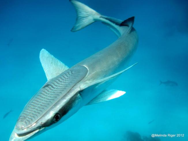 Remora ©Melinda Riger @GBS